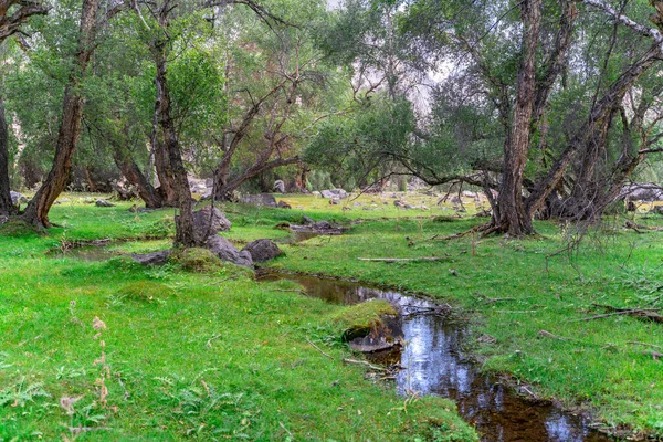 Cute Meadow Trees Stream Fann Mountains Tajikistan — Stock Photo, Image