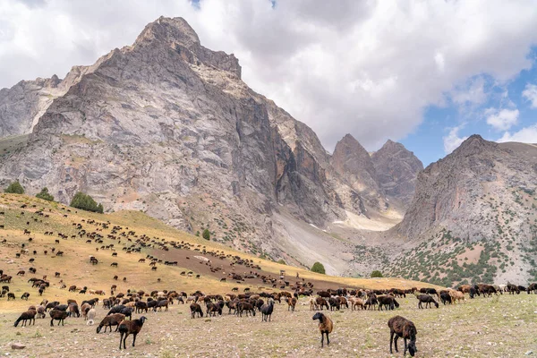 Величезні Стада Овець Пасуться Полі Горах Фанн Таджикистані — стокове фото