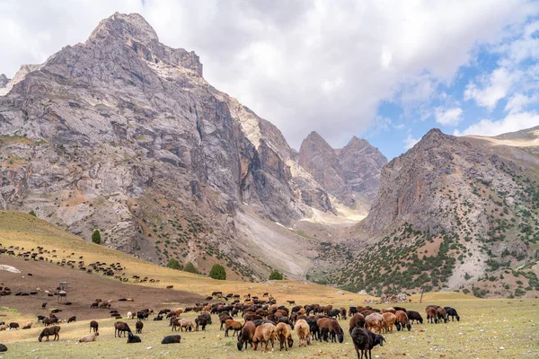 Величезні Стада Овець Пасуться Полі Горах Фанн Таджикистані — стокове фото
