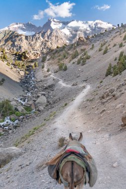 Tacikistan 'daki Fann Dağları' nda yük taşıma görevindeki evcil eşek.