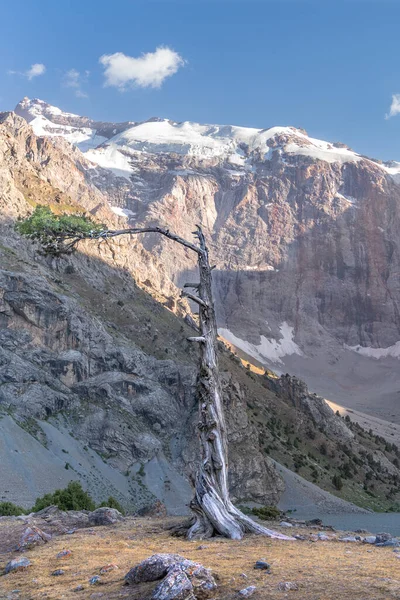 Pamir sıradağları manzarası ve Tacikistan 'daki Fann Dağları' ndaki Kulikalon Gölü 'ndeki huzurlu kamp alanı. Ardıç ağacı toplanıyor.