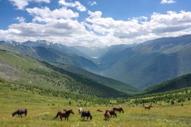 Altai Dağları 'ndaki doğa