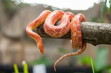 Corn snake on a branch clipart