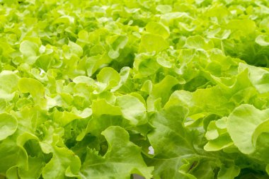 Suda büyüyen bitkiler mineral besin çözümler kullanarak yöntemi