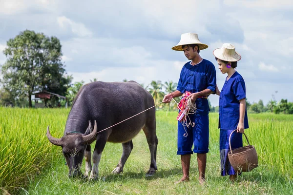 Pareja agricultor en traje de agricultor con en campos de arroz — Foto de Stock