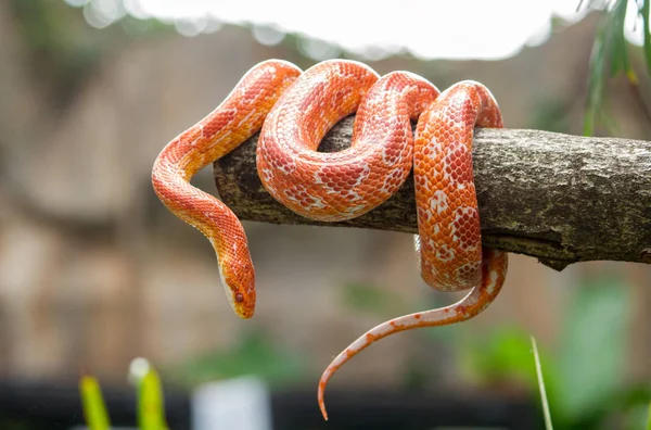 Serpente di mais su un ramo — Foto Stock