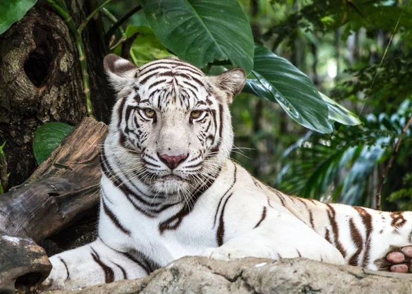 WHITE TIGER on a rock — Stock Photo, Image