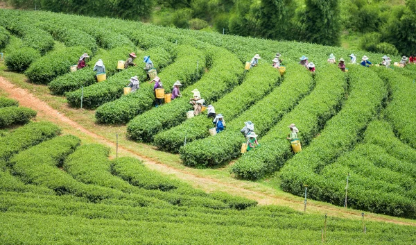 Worker harvesting tea in plantation