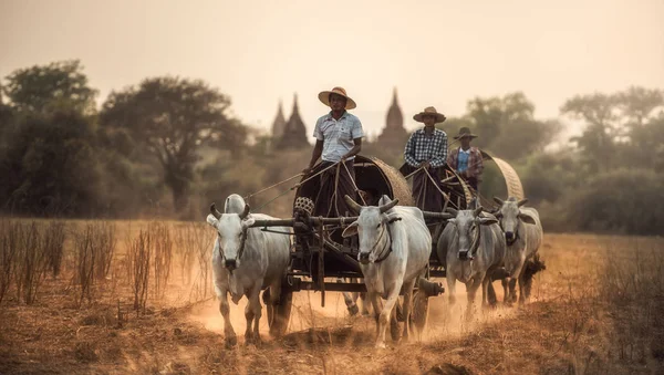 Bagan Myanmar Marzo 2016 Hombre Rural Birmano Que Conduce Carro —  Fotos de Stock