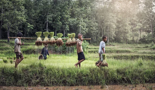 Petit garçon et fille agriculteur sur les champs verts — Photo