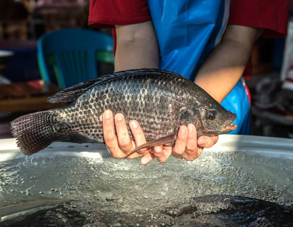 Fresh Fish Tilapia Market — Stock Photo, Image