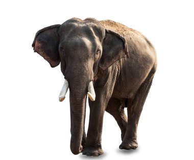 Beyaz üzerinde izole edilmiş fil