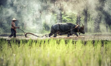 Buffalo ile tarım pirinç