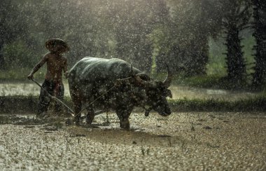 Çiftçi yağmurda; Çiftçilerin pirinç yağışlı sezon büyümek..