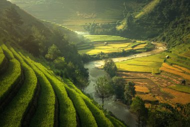 Pirinç Mu Cang Chai, Vietnam alanları