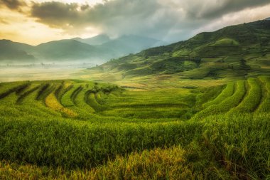 Mu Cang Chai 'deki pirinç tarlaları.