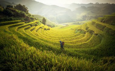 Pirinç tarlaları teraslı içinde rainny sezon Mu cang chai, çiftçi