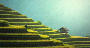 Mu Cang Chai 'deki pirinç tarlaları.
