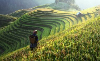 Pirinç Teras, Vietnam çiftçi