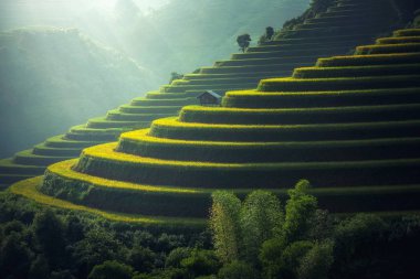 Vietnam pirinç tarlaları teraslı içinde yağışlı sezon Mu cang chai
