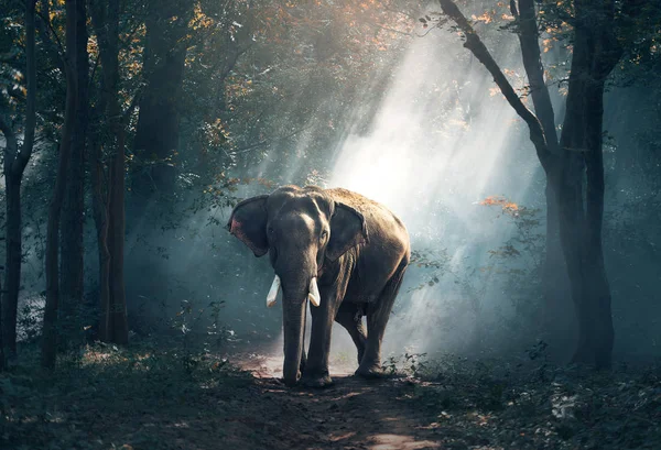 Слоны в лесу — стоковое фото