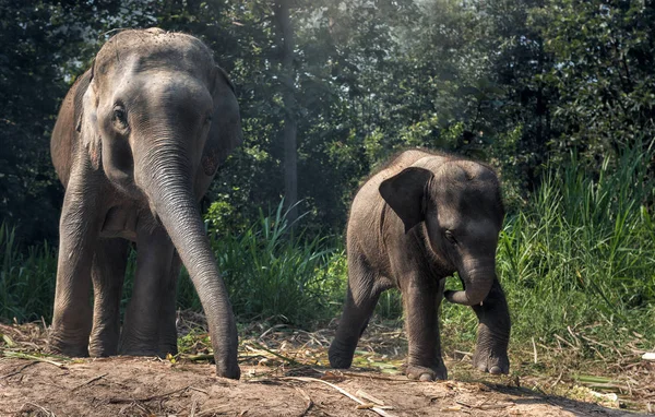 Elefante madre con bebé —  Fotos de Stock