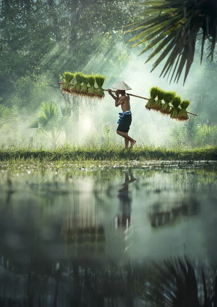 Bauern bauen Reis in der Regenzeit an. — Stockfoto