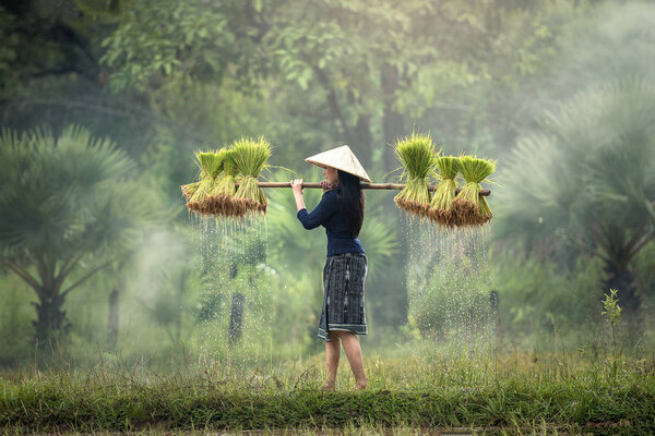 Woman Farmers grow rice in the rainy season.
