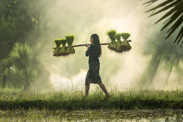 Los agricultores cultivan arroz en la temporada de lluvias . —  Fotos de Stock
