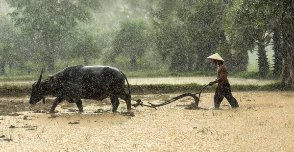 Farmers grow rice in the rainy season. — Stock Photo, Image