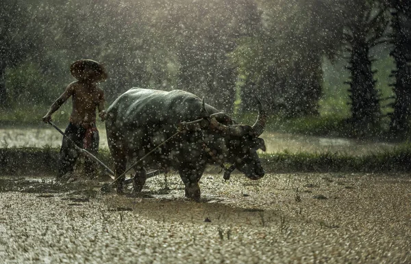Farmář v dešti; Zemědělci pěstují rýži v období dešťů. — Stock fotografie