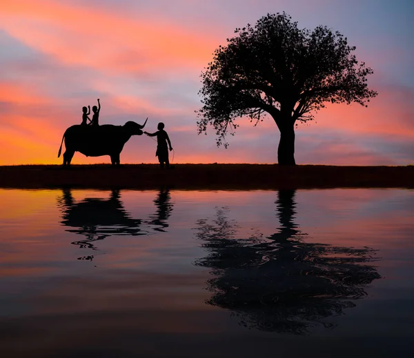 Heureux garçon équitation eau buffle . — Photo