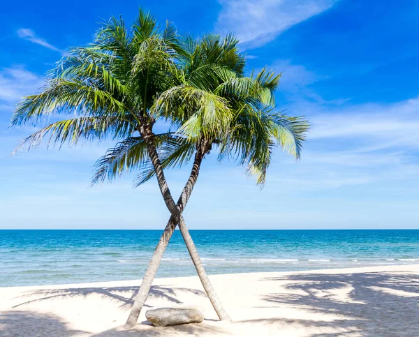 Palm och stranden — Stockfoto