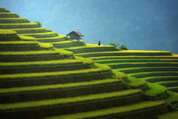 Campos de arroz en terrazas en temporada de lluvias en Mu cang chai , — Foto de Stock