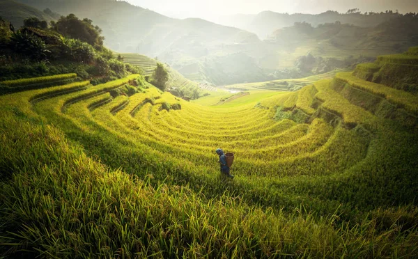 Agricoltore in campi di riso a terrazze nella stagione delle piogge a Mu cang chai — Foto Stock