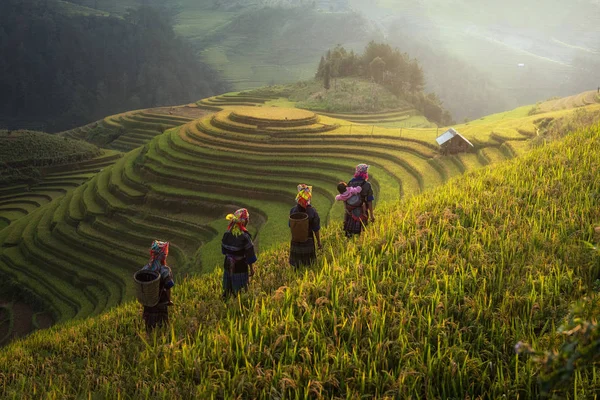 Agricoltore in campi di riso a terrazze nella stagione delle piogge a Mu cang chai — Foto Stock