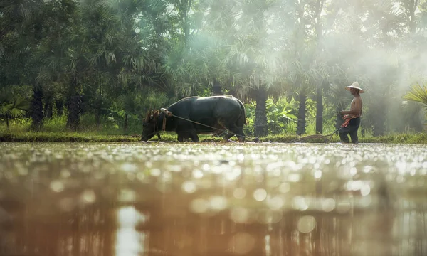 Rýže, zemědělství s buffalo — Stock fotografie