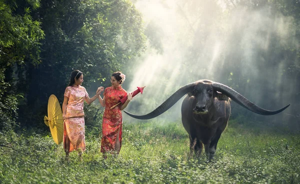 Čínská žena šaty tradiční cheongsam s buffalo — Stock fotografie