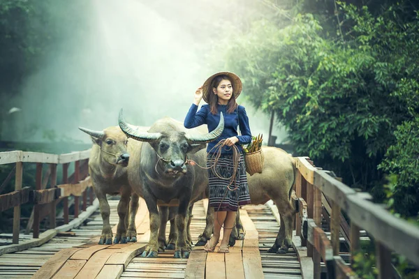Азиатка-фермер с буйволом — стоковое фото