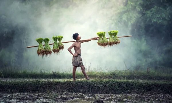若い農家が雨季に米を栽培します。 — ストック写真