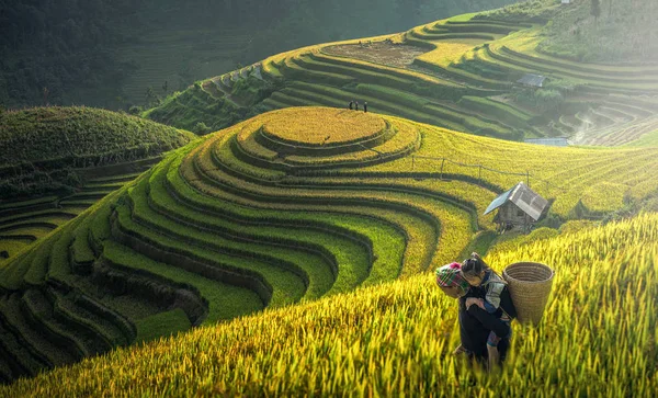 Madre y Dauther Hmong, trabajando en terrazas de arroz — Foto de Stock