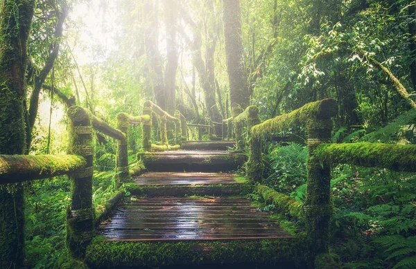 Wooden bridge in tropical rain forest — Stock Photo, Image