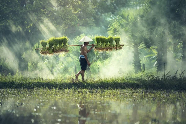 Cultivo de arroz, Los agricultores cultivan arroz en la temporada de lluvias — Foto de Stock