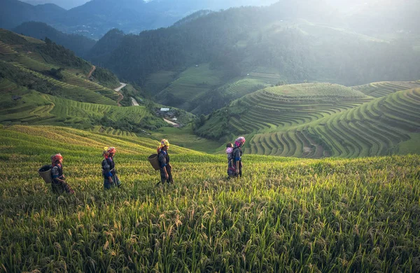 Agricoltore in terrazza di riso, Vietnam — Foto Stock