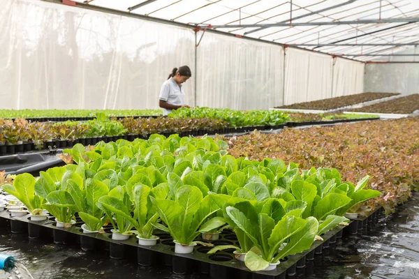 Vrouw boer in groenten hydrocultuur boerderij — Stockfoto