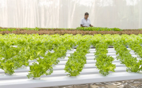 Woman farmer in Vegetables hydroponics farm — Stock Photo, Image