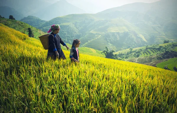 Moeder en dochter Hmong, werken bij Vietnam rijstvelden op terrassen in het regenseizoen — Stockfoto