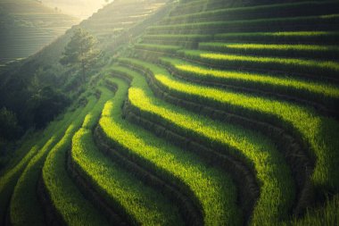 Vietnam pirinç tarlaları teraslı içinde yağışlı sezon