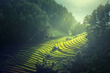 Vietnam pirinç tarlaları teraslı içinde yağışlı sezon Mu cang chai