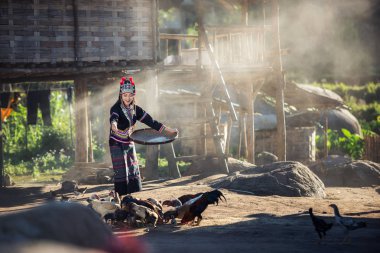 Asyalı kızlar Laos kırsal tavuk besleme
